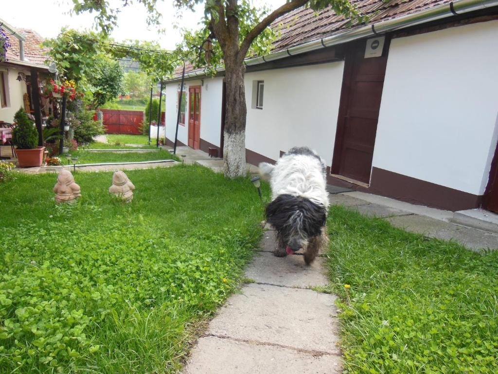 Pension Bassen Bazna Esterno foto